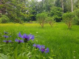 Image of flowers